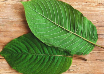 Kratom