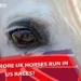 UK Horses