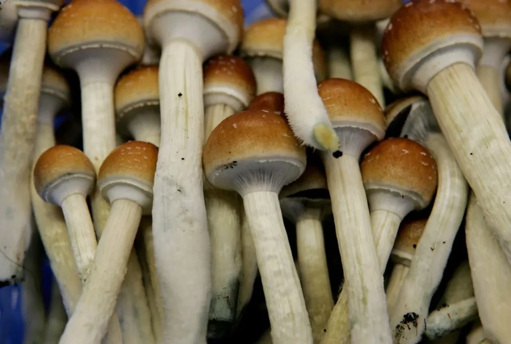 magic mushroom delivery