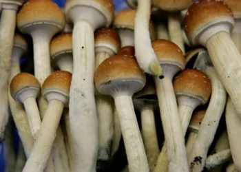 magic mushroom delivery