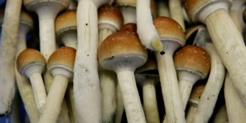 magic mushroom delivery